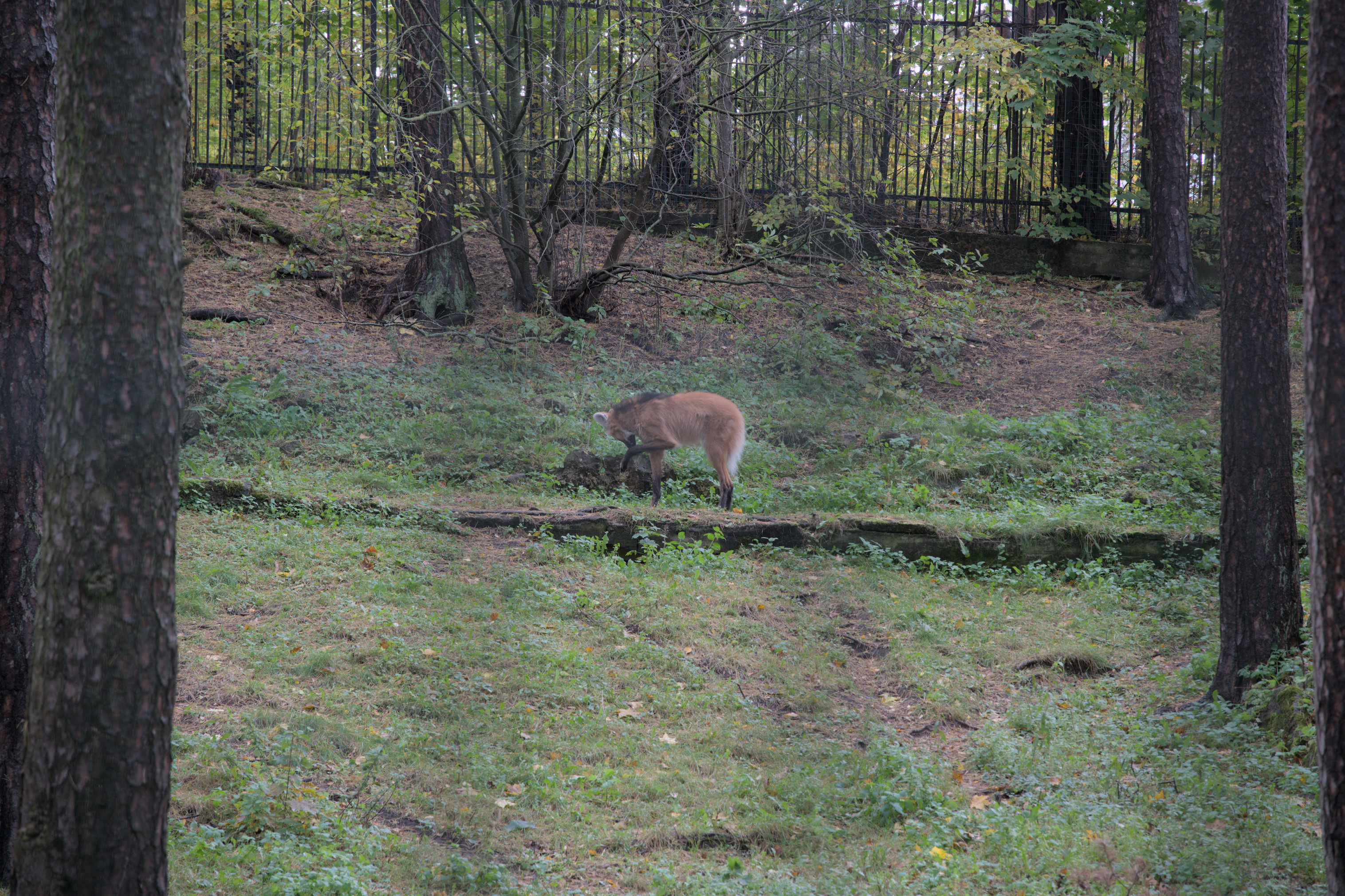 2025/10/12 - zoo/DSC_0054.jpg